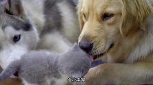 哈士奇和金毛不止会拆家，还会帮主人带猫娃