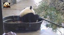 刚“挖完煤”的熊猫宝宝灰头土脸吃苹果：身为国宝，我容易吗？！