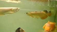 买一百多只蟋蟀给龙鱼当零食，一口吞一只，为龙鱼提供营养