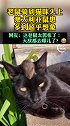 澳大利亚多地鼠患严重，猫咪吃老鼠吃到吐！老鼠 猫咪