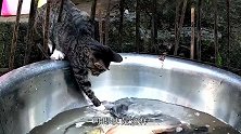 猫咪在冰洞中捞鱼吃，下一秒画风突变，直接忘记了自己的初衷