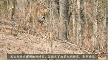 虎虎生风可不是吹的！老虎恐吓旅游车的游客，霸气十足(1)