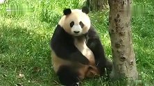 熊猫浑身痒痒，在树上蹭痒痒，注意点形象啊!(1)