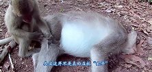 猴子给主人抓虱子，还不忘叫两声，主人：让虱子害怕吗