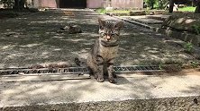 台阶上一地睡熟的流浪猫，还有一只坚持站岗，但眼也快眯成了缝