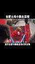 合肥土鸡小鹏去深圳 真的是见世面了，没想到我活的竟然不如一只鸡！！！一只土鸡的旅行