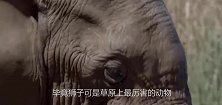 大象遭群狮围攻，竟不慌不忙，一招自救，镜头记录全过程