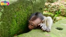 小猴趴在岩石缝里崩溃尖叫，估计就是小猴饿了，猴妈不让喝奶！