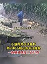 重庆：小偷抓鸡手法独特，鸡不叫不跑还乖乖让他捉