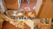 小猎犬拆家能力直追二哈！主人崩溃了