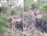 南非一狮子咬住游览车牵引绳 来回拉扯似拔河