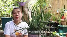 芦荟叶片灼伤，这样做喂点它，很快又恢复