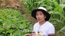 想要红薯高产量，只要一包它，薯大又粉嫩
