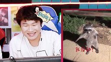 憋笑大挑战：被人类吓着的小浣熊，像个孩子一样站着！