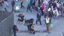 警察在集体做俯卧撑，被警犬看到了之后，接下来憋住别笑！