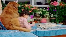 两岁的闺女，打小就是这俩货陪伴，这一猫一狗，看得老娘都羡慕了