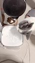 猫别倒了，这点水够我喝了！