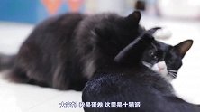 那怕没有血缘关系，一起长大的两只猫咪也像两兄弟