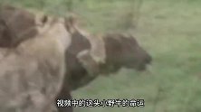 狮子围攻小野牛，愤怒的野牛妈妈带家族来救，小野牛能逃出生天吗