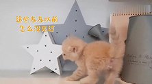 宅在家里不会自娱自乐快来学学小奶猫！超有意思！