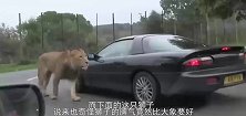 狮子散步时走神，不小心掉进水中，旁边狮子的反应实在太有趣了