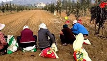 张哥果园套种大蒜，工人每天60元，按亩承包却没人干这是为什么