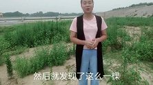 农村不起眼的野果，妙用倒是不少，遇见不妨多采点