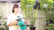 养兰花，肥料和农药可以一起使用吗？看完明白了