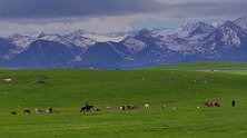 喀拉峻的牛群与雪山，像是与世无争的的安静和谐新疆 伊犁