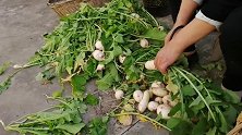 萝卜缨子别在浪费了，朱嫂教你腌制萝卜缨子记住4点，好吃