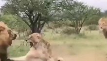 狮子“三角恋”，老雄狮被气得嗷嗷叫！