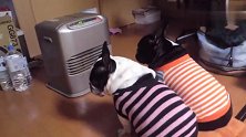 天气冷了,斗牛犬宝宝守着暖气就不走了,难得见斗牛宝宝这么乖