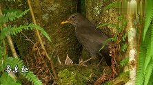 母鸟用嘴喂小鸟，然后又用嘴吃粪便，真不讲究卫生