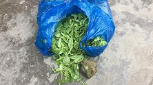 算命先生一句“血光之灾” 广西女子花46000元买了块石头