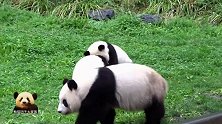 熊猫兄弟俩在草地上追逐打闹，谁也不让谁，两个小不点儿软萌至极