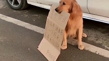 金毛帮爸爸看车，好聪明的一只汪星人，真通人性！