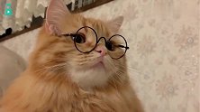 大橘猫戴上镜框后，博学气质瞬间点满，这可爱眼神简直无法抵抗