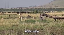 狮子正在享受角马肉，鬣狗趁机抢食，愤怒狮子当场把鬣狗咬成残废