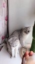 猫救耗子价慈悲