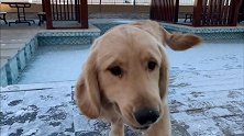 第一次见雪的金毛，傻乎乎的太可爱了