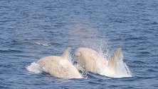 日本：海域发现两只稀有白色虎鲸，背后深色划痕清晰可见
