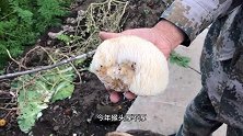 野生的猴头菇菌中之王！留着冬天吃真是美味佳肴！有喜欢的吗？