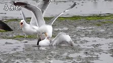 实拍2只海鸥打架，直接咬住头，这是把同伴当猎物了？