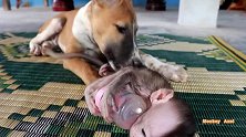 快来人救驾！小猴子吓到心脏病发作，狗子疯狂恐吓猴宝宝