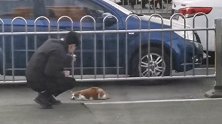 山西晋城：男子车流中去救被撞小猫并轻抚 网友：善良有爱