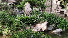 清晨，大明湖公园，假山 流水，小桥