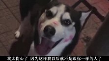 嵌套二哈被美女亲的满脸口红，看起来真的好搞笑啊！