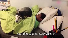 贵宾犬叫主人起床，使出多种招式，过程看一次笑一次