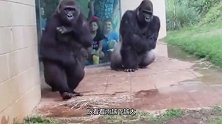 大猩猩躲雨的反应，就犹如看到了，下雨天不带伞的自己！