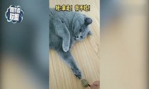 没有一只喵星人逃得过“真香定律”